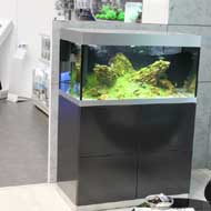 Édesvizi akvárium újdonságok