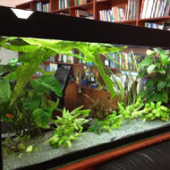 Térelválasztó akvárium 2. egyszerű térelválasztás akváriummal