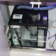 Tengeri akváriumok InterZoo 2016.