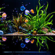 Óriás körüljárható akvárium <br> fél évvel a feltöltés és telepítés után